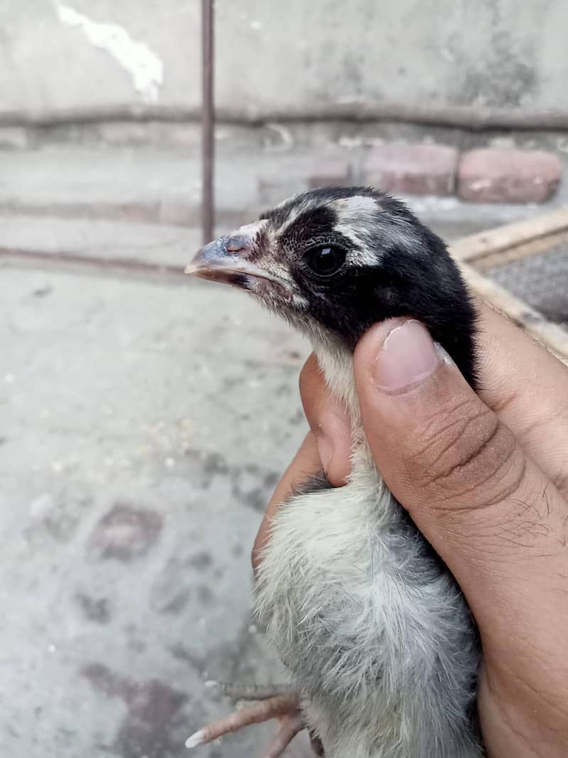 burmi chick 2