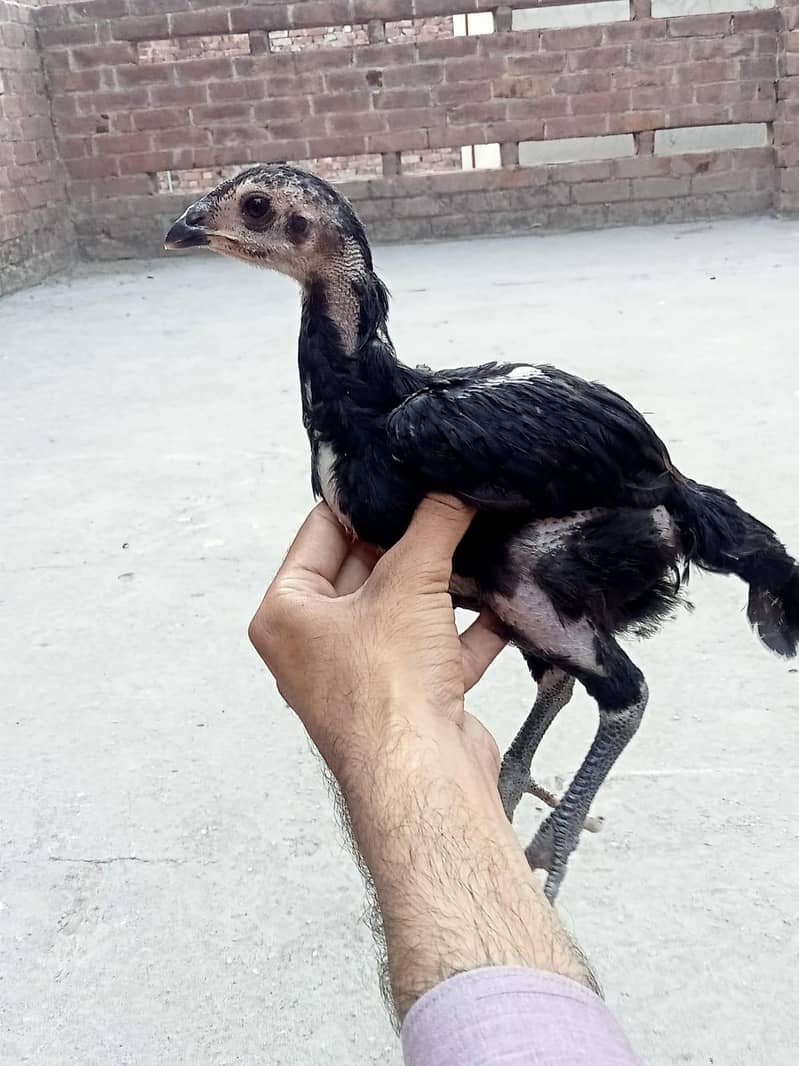burmi chick 3