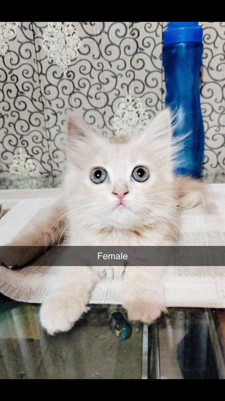 persion cat 0