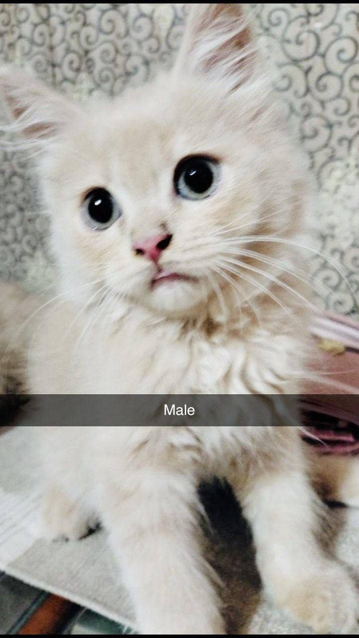 persion cat 1