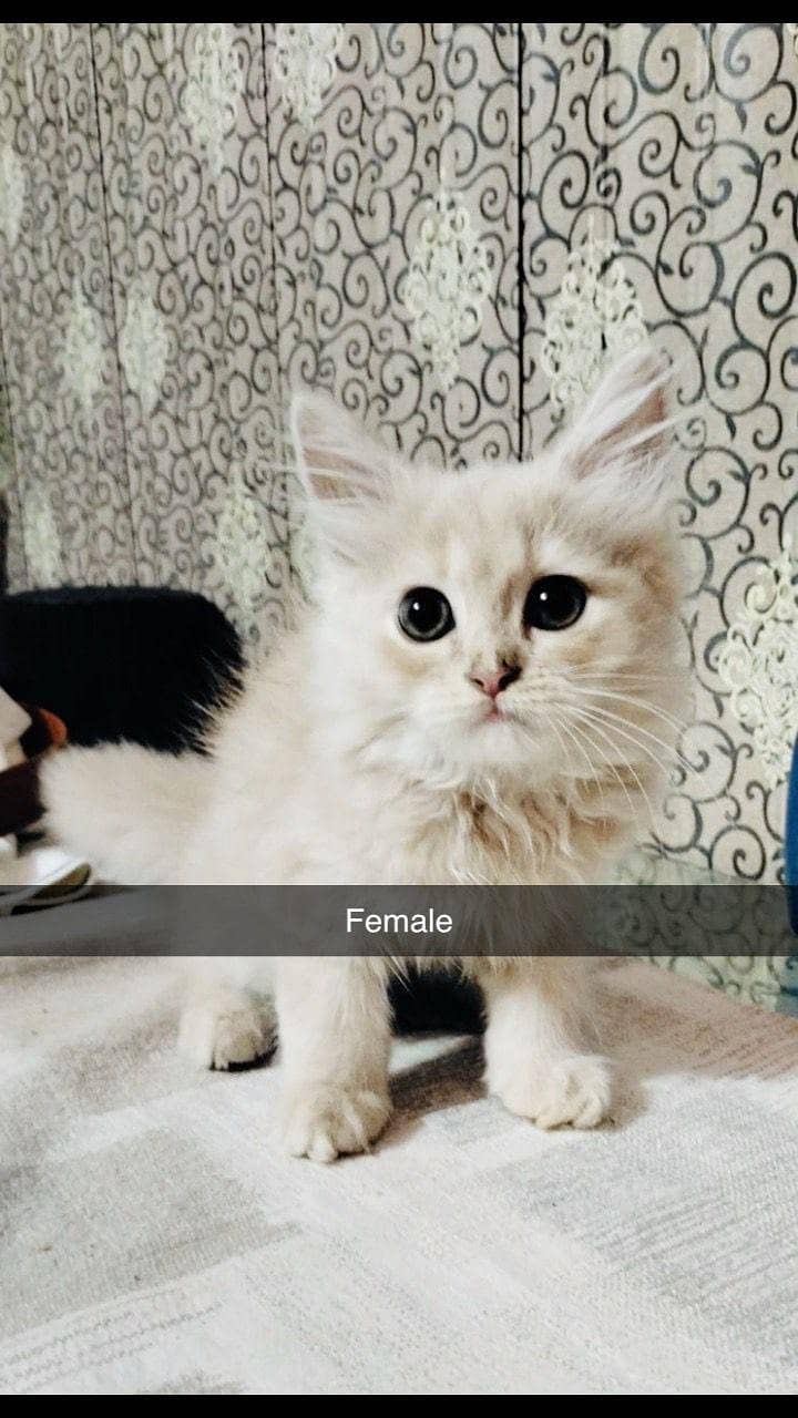 persion cat 2