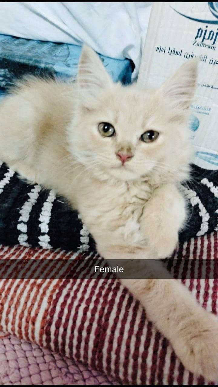 persion cat 3