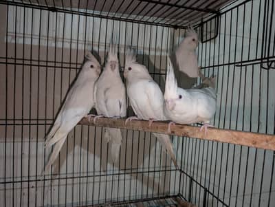Eno Red Eyes Cockatiel Breeder