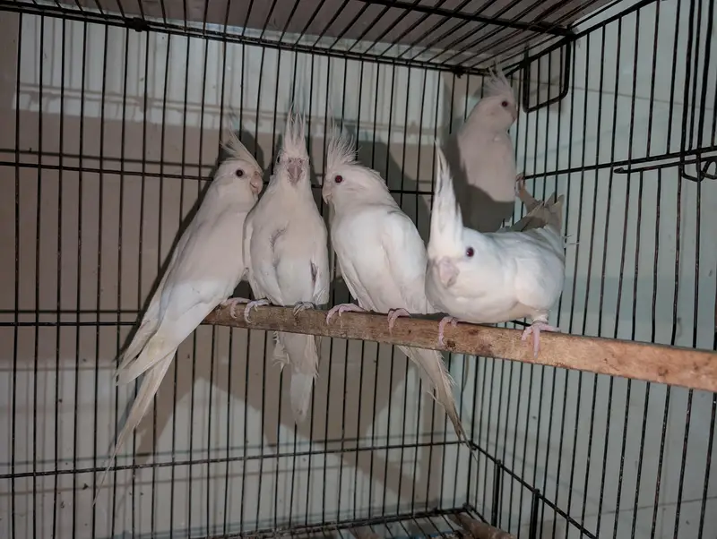 Eno Red Eyes Cockatiel Breeder