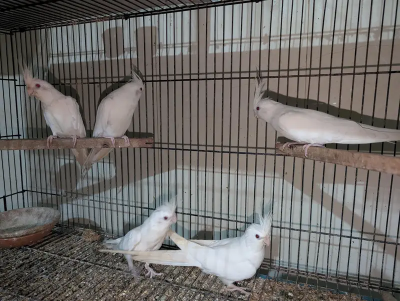 Eno Red Eyes Cockatiel Breeder — photo 2