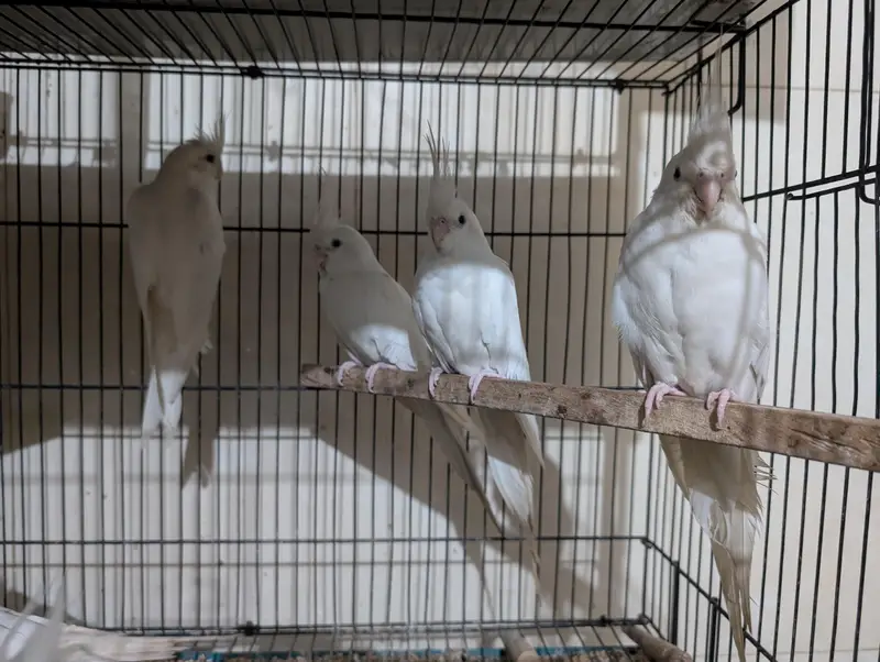 Eno Red Eyes Cockatiel Breeder — photo 3