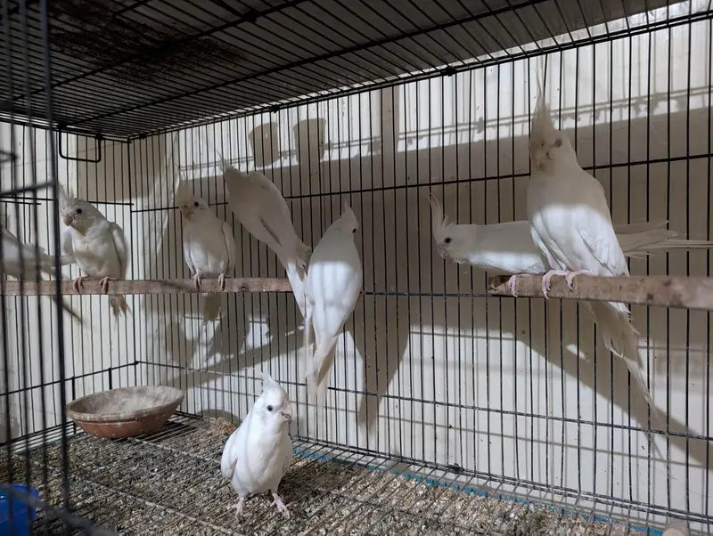 Eno Red Eyes Cockatiel Breeder — photo 4