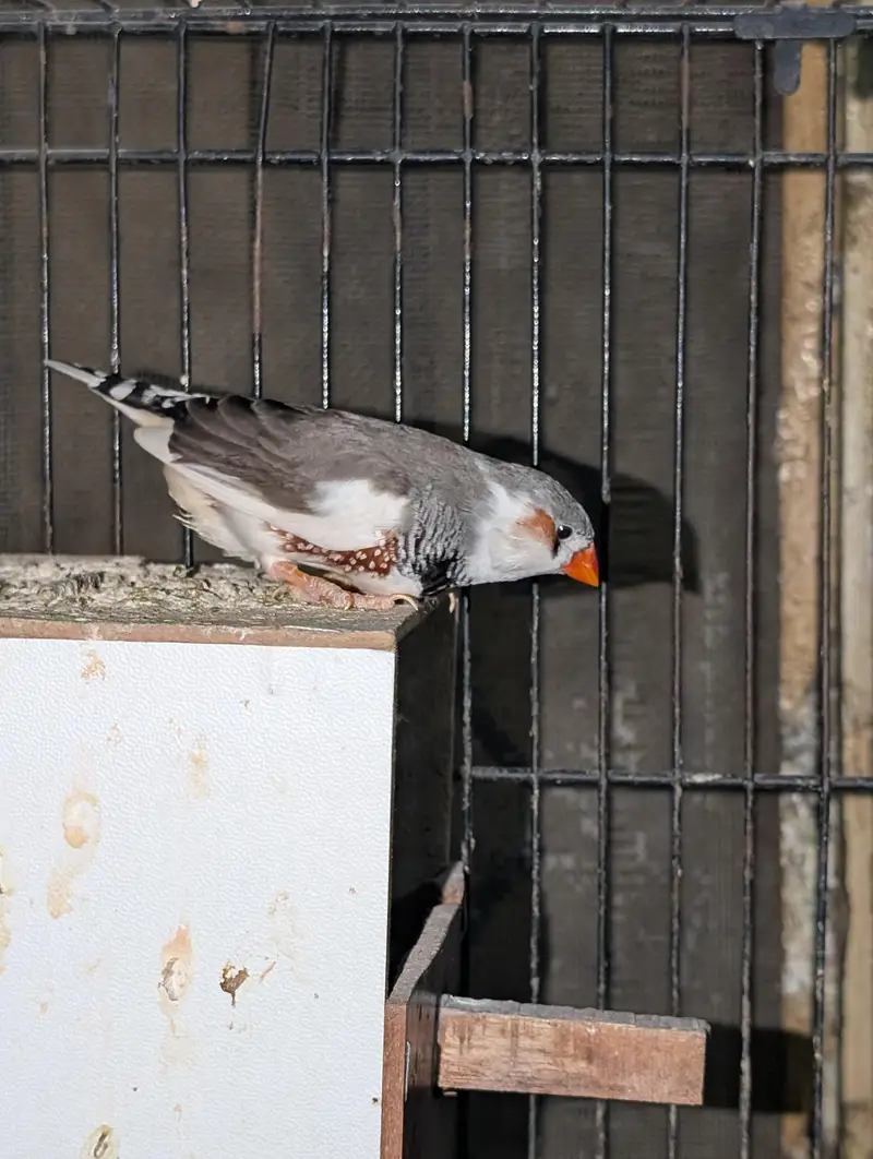 Eno Red Eyes Cockatiel Breeder — photo 7