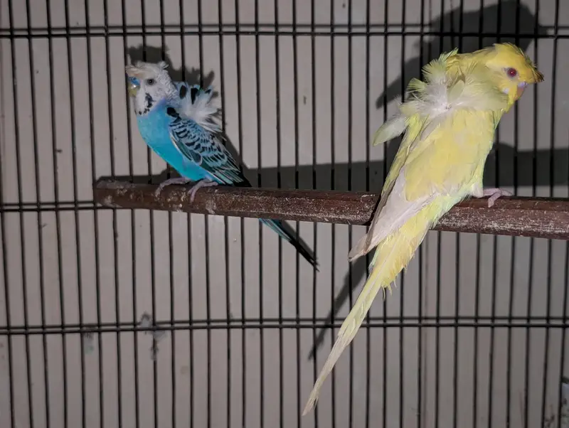 Eno Red Eyes Cockatiel Breeder — photo 9
