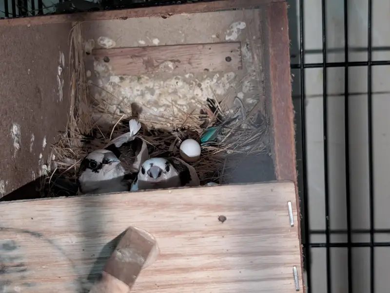 Eno Red Eyes Cockatiel Breeder — photo 10
