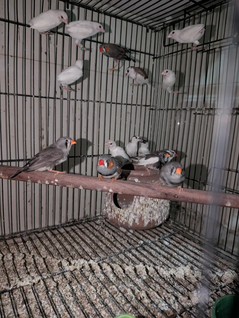 Eno Red Eyes Cockatiel Breeder — photo 11