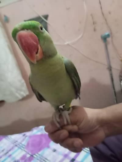 raw parrot  chick available healthy and active
