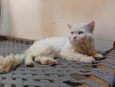 11 month old White persian male cat | vaccinated |  Friendly