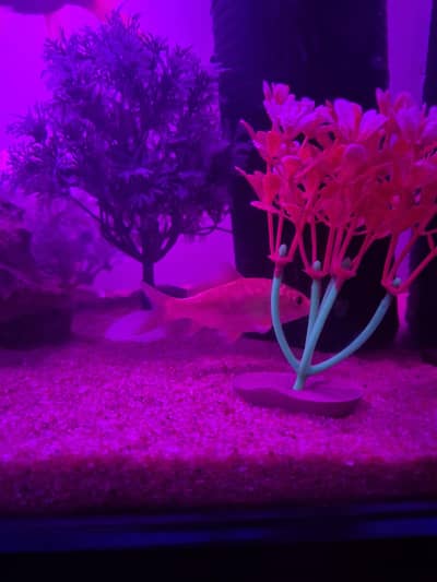 Multiple fish types for sale