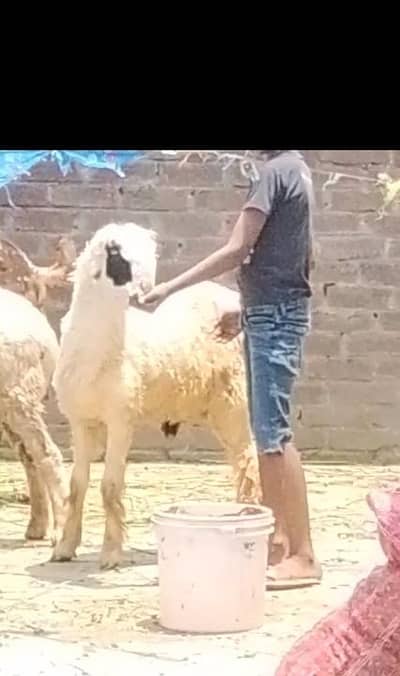 dasi Mundra chatra bacha 03234438191