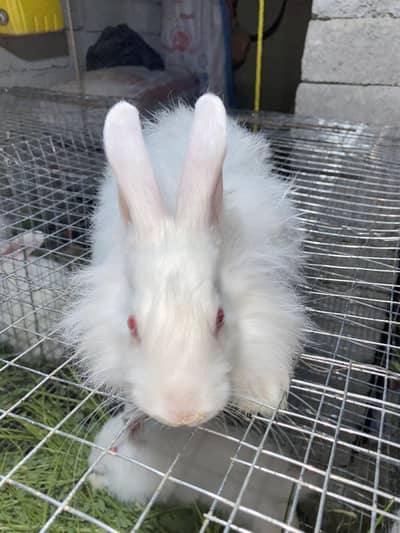 white Angora Rabbit for sale (Fluffy & Healthy
