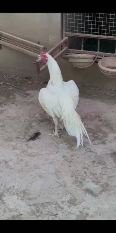 HEERA PATHA AVAILABLE