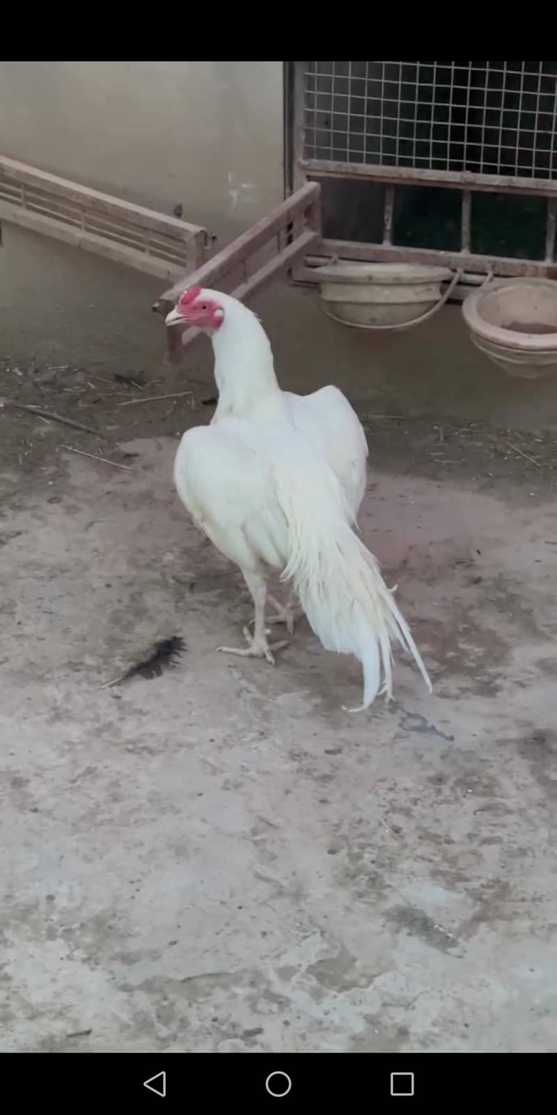 HEERA PATHA AVAILABLE 1