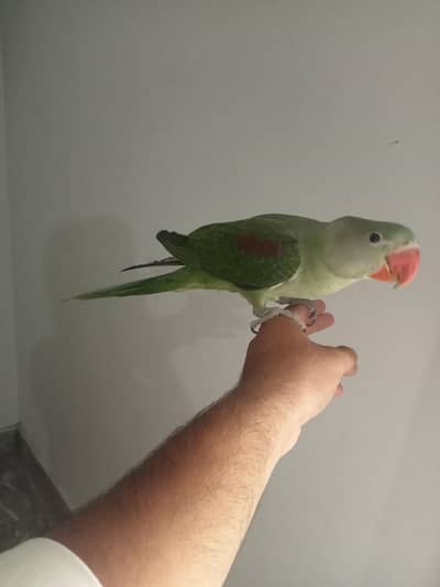 Raw parrot Tame Female