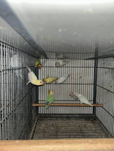 Love birds park blue pestelleno