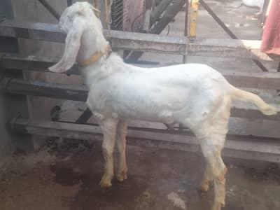 Goat For Sale Full white
