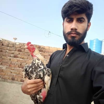 Aseel 273