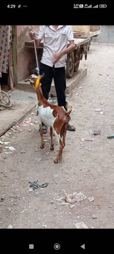 new add teddy bakri 2 month ki gaban for sale