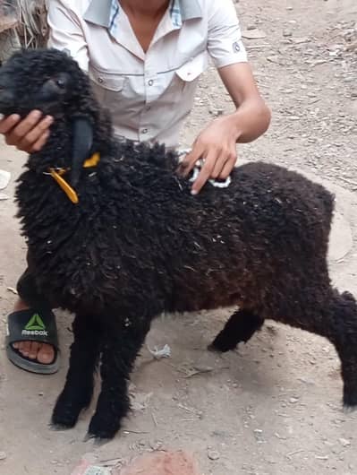 new add 5 dumba nar  urgent sale