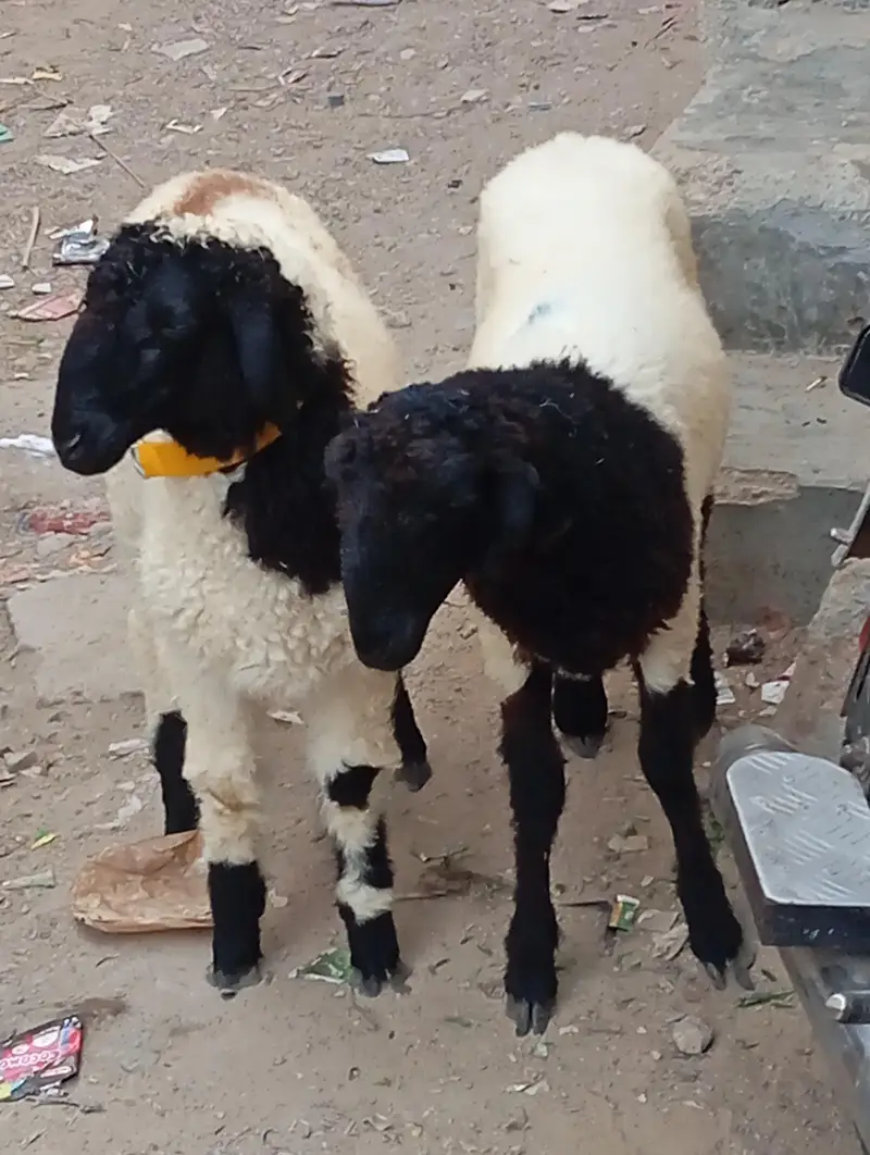 new add 5 dumba nar  urgent sale — photo 2
