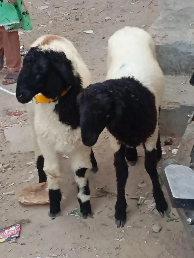 new add 5 dumba nar  urgent sale — photo 3