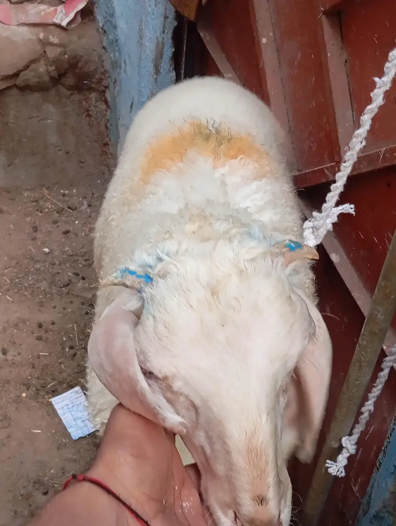 new add 5 dumba nar  urgent sale — photo 5