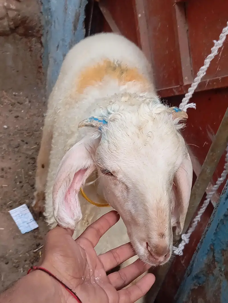 new add 5 dumba nar  urgent sale — photo 6
