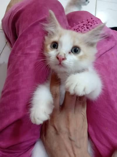 cats sale