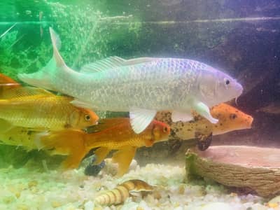 New Fish Aquarium and large fishes