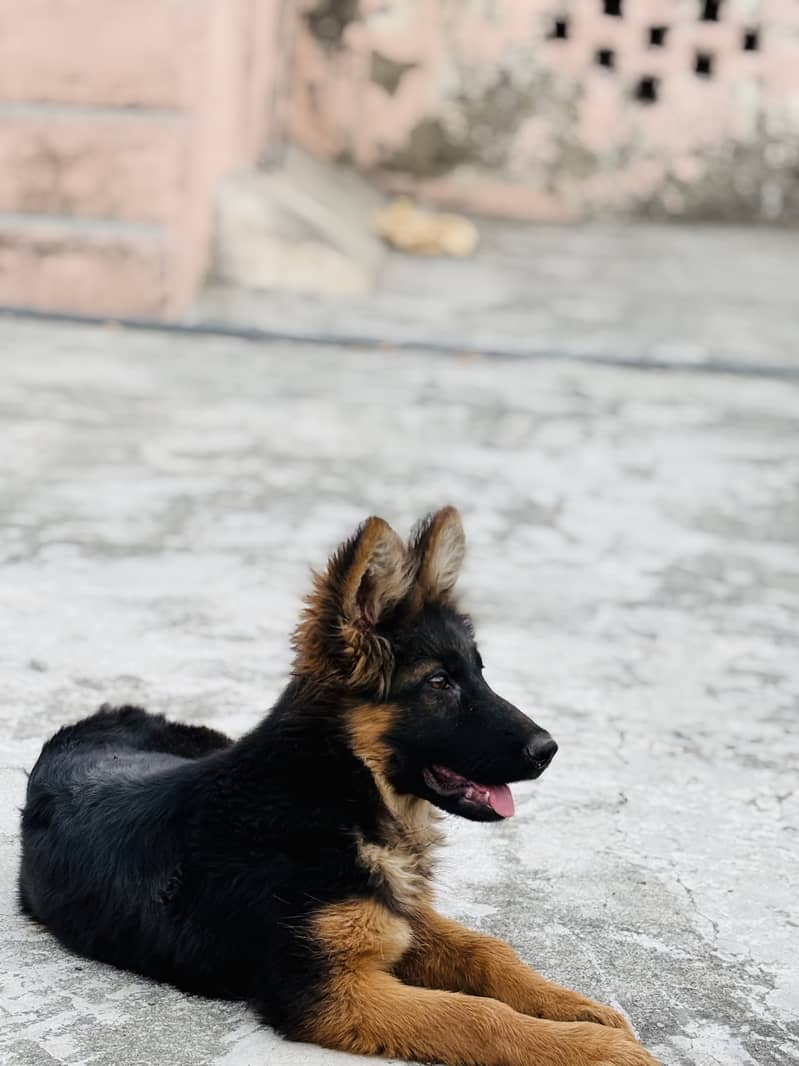 Bella e. g 1