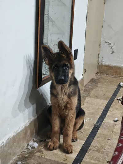 german shepherd puppy