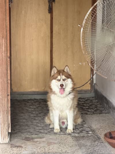 Husky