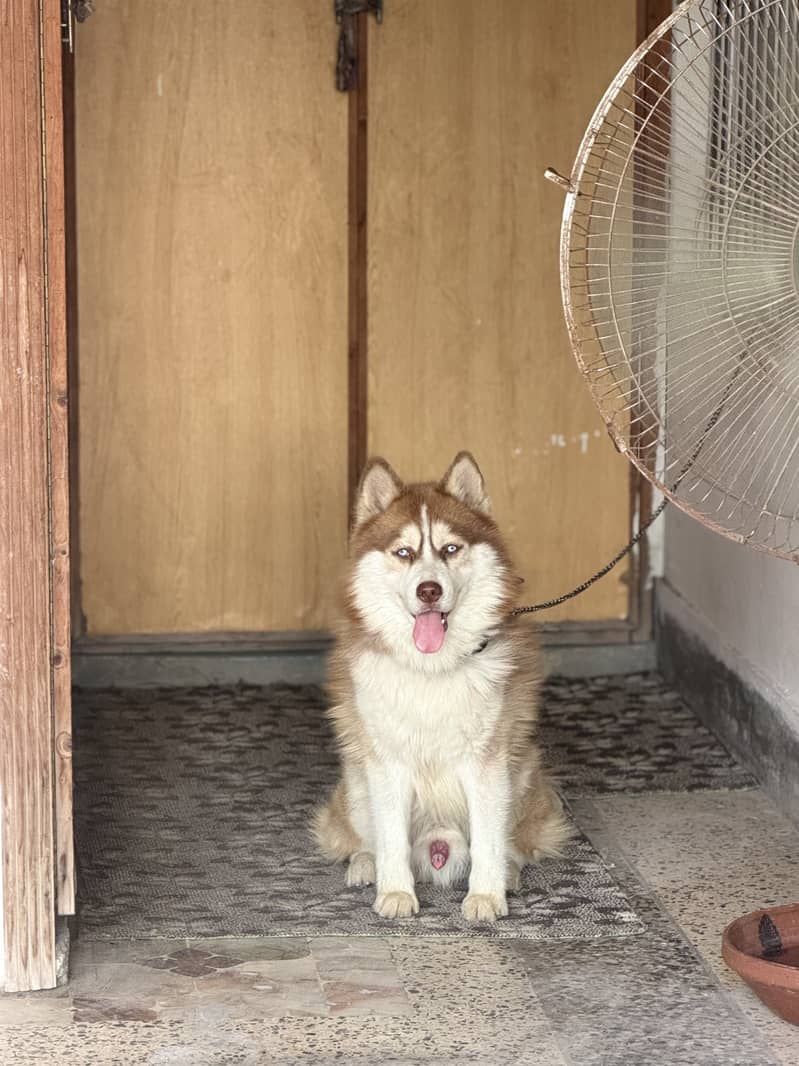 Husky 0