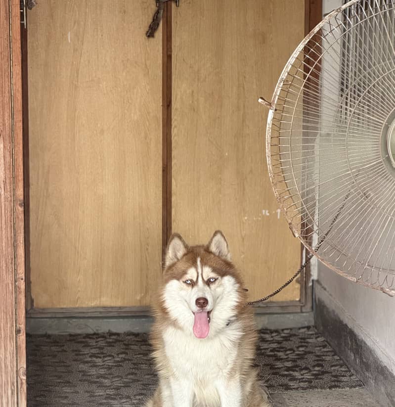 Husky 1