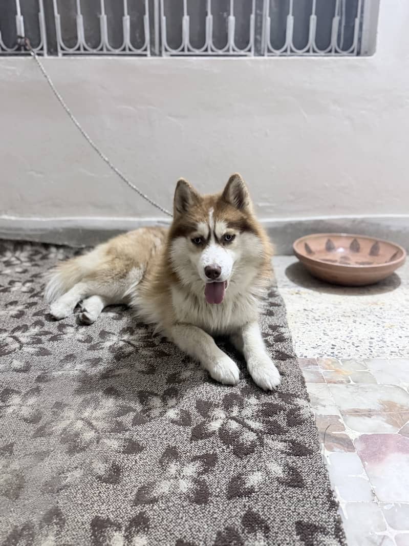 Husky 2