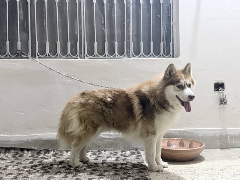 Husky 3