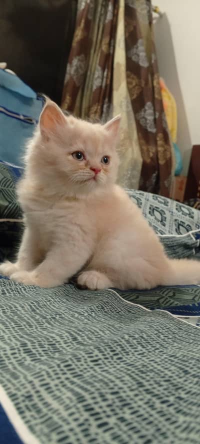 pure Persian punch face kitten for sale