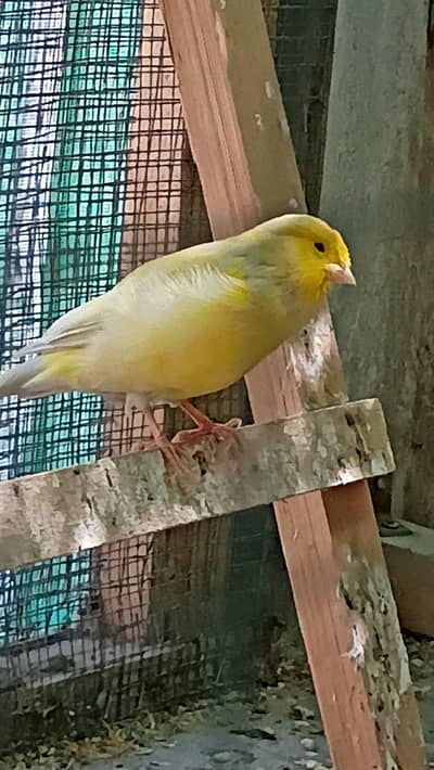 singing canaries available for sale