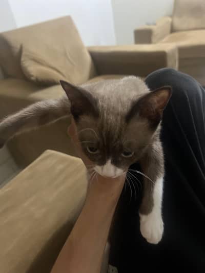 Beautiful Rare Snowshoe / Siamese Mix Kitten For Sale