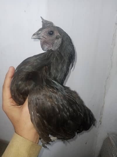 ayem cemani 03095084852