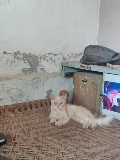 Persian cat for sale