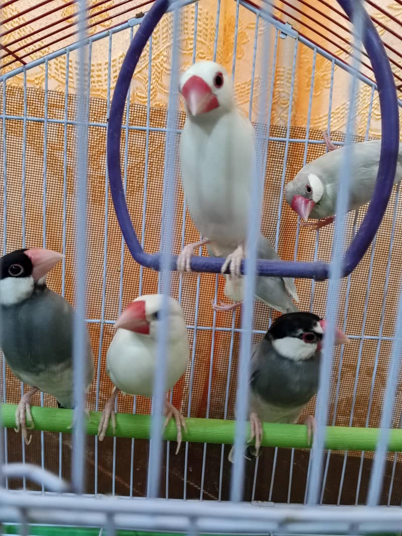 java pair for sale. 0
