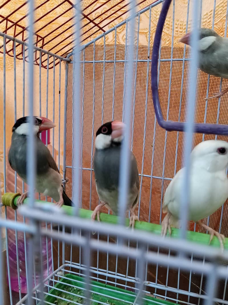 java pair for sale. 1