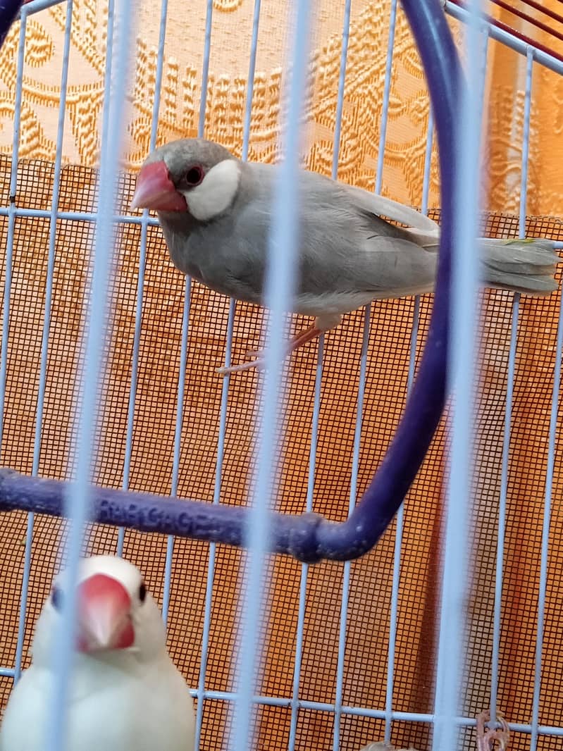 java pair for sale. 2