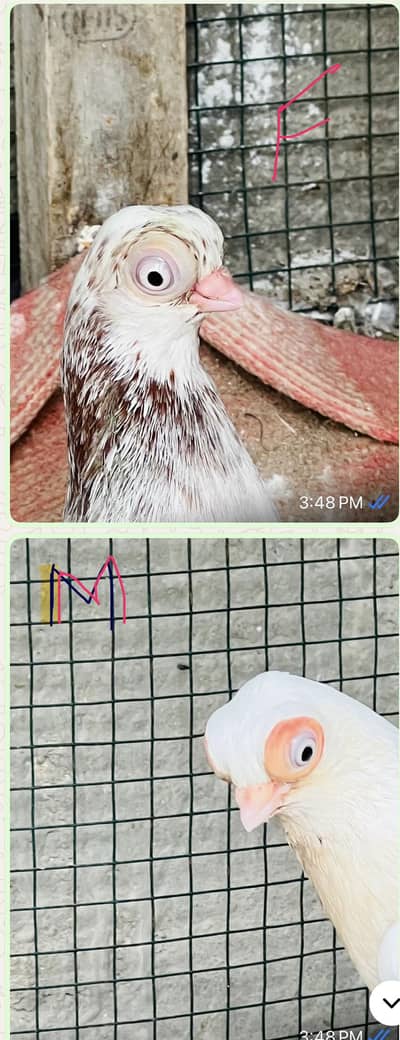 Budapest fancy pigeon fancy short face fancy pigeon